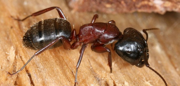 The Most Common Types Of Ants Found In Central Florida