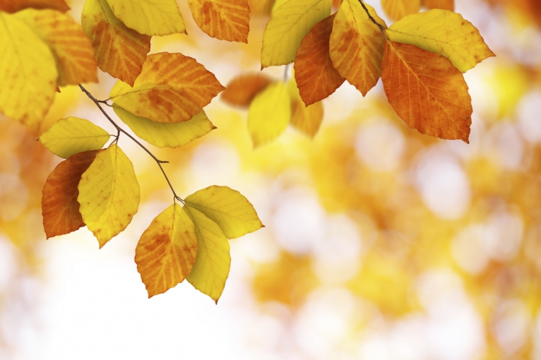 4 Fall Updates For Around Your Home