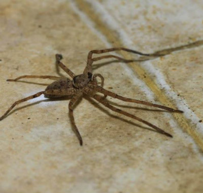 7 Ways To Keep Spiders Out Of Your Home