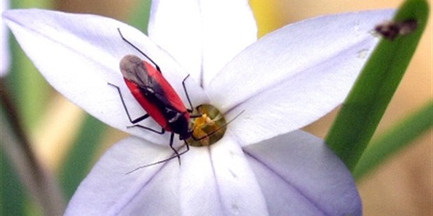 Natural Ways To Get Rid Of Garden Pests