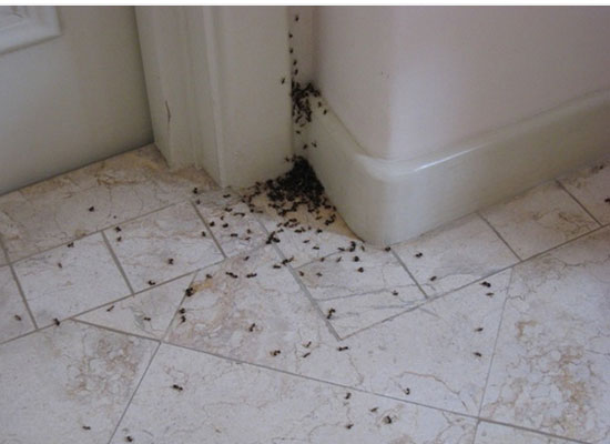 How To Make Our House Ant-Free?