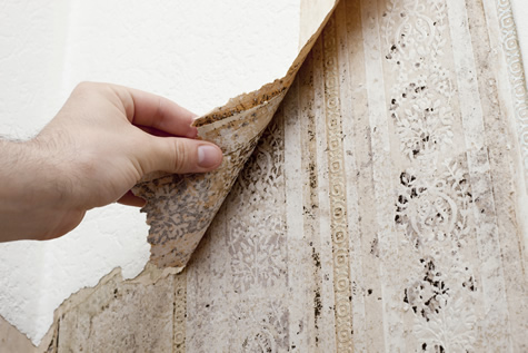 How Mold Can Affect Your Health And Your Property Value