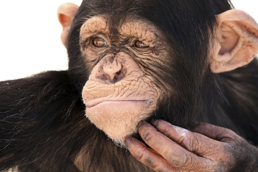 Chimps Outscore People At Strategy Games