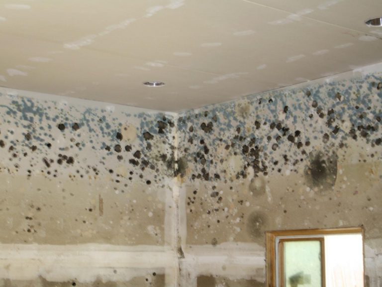 The Dangers Of Having Mold and Mildew In Your Home