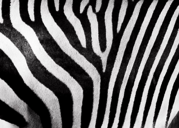 Using Zebra Print For An Energetic Space