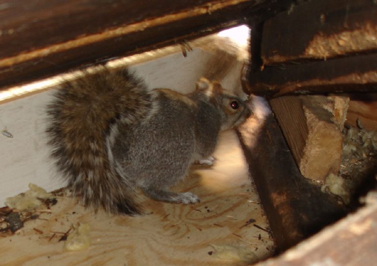Best Ways To Remove Squirrels From Your Attic