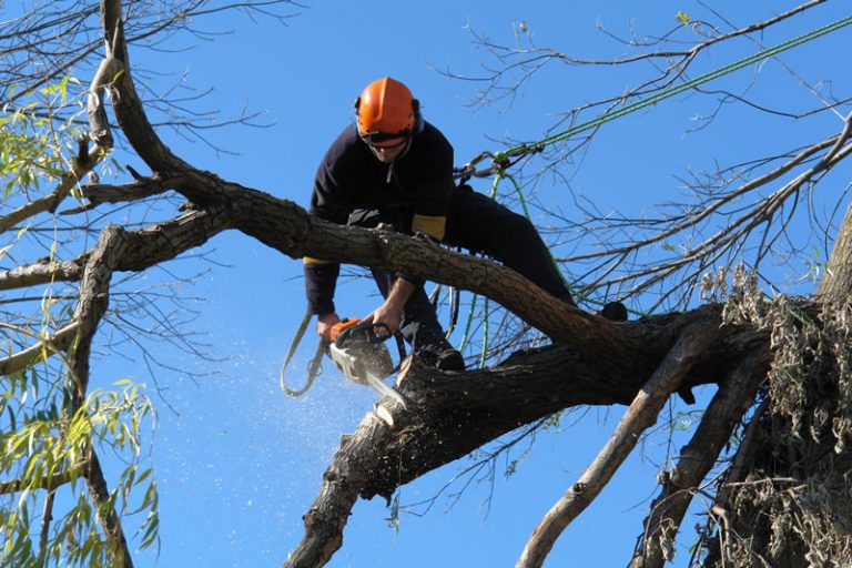 How To Start A Professional Tree Trimming Business