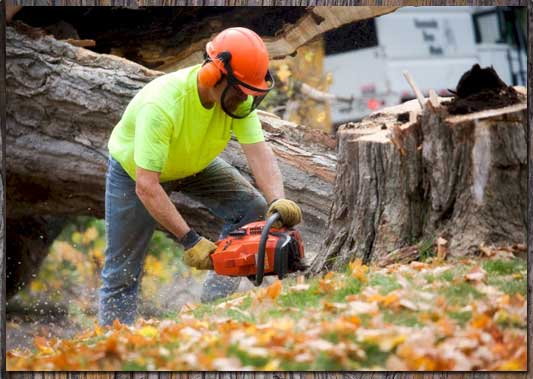 8 Questions To Ask A Tree Service Company