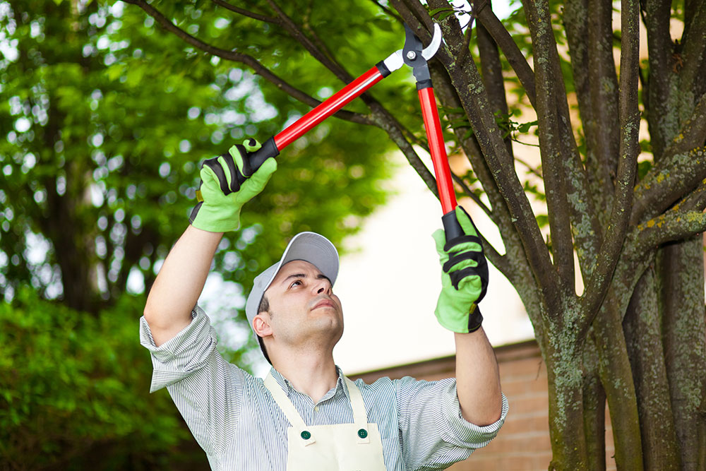 What Is The Best Time To Prune Your Trees?