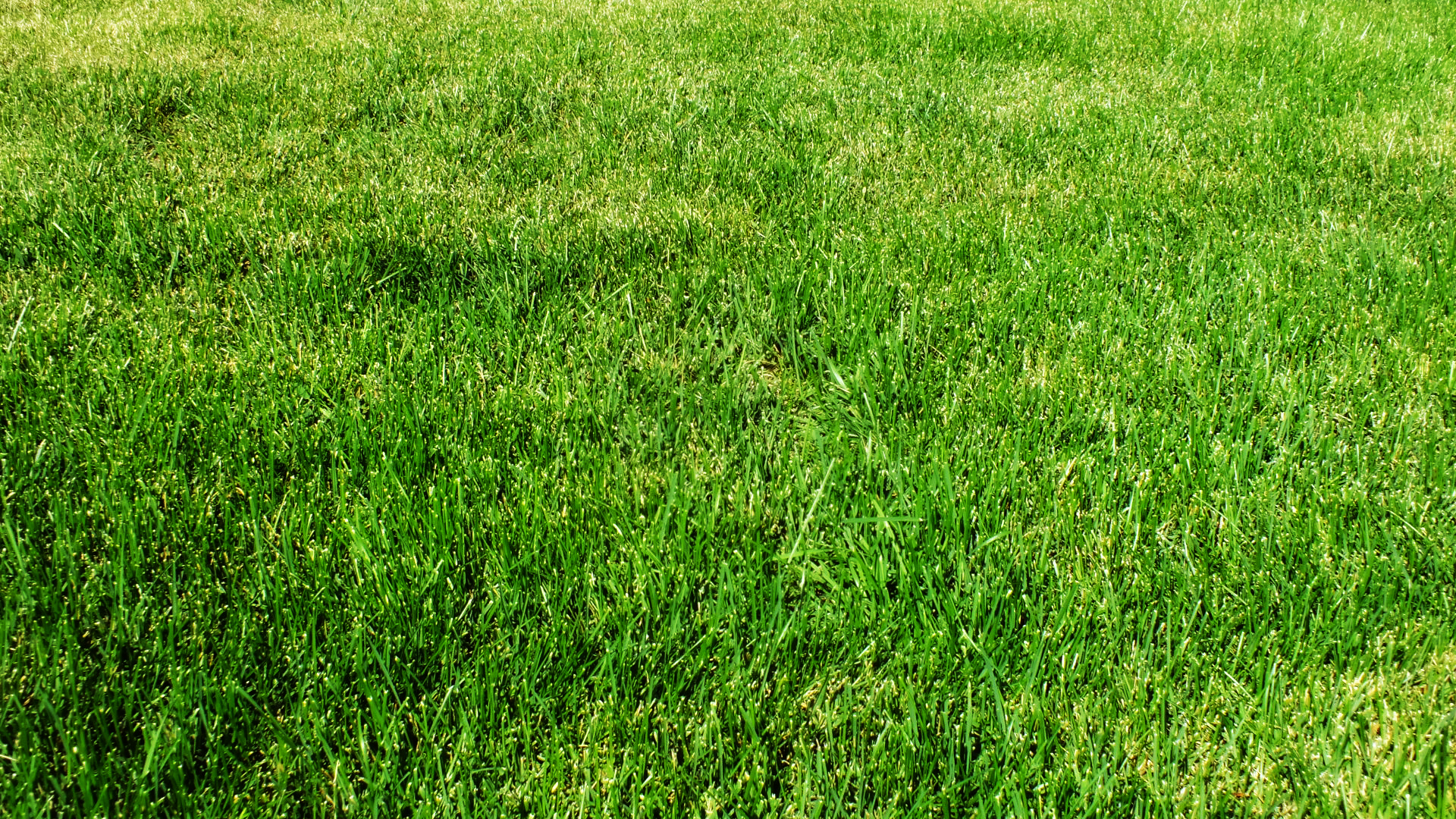 Artificial Grass Vs. A Lawn: Pros and Cons