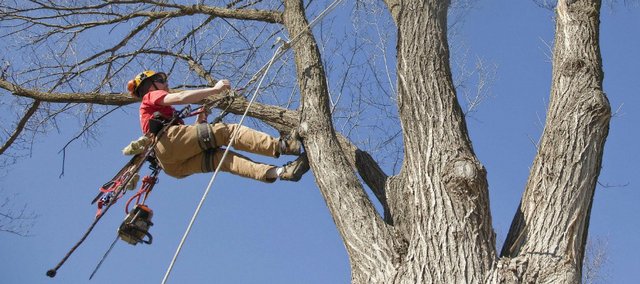 What Is An Arborist And Do You Need One?