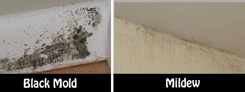 Warning Signs Of Mold