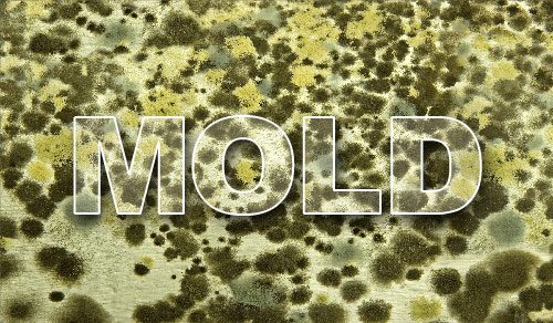 Top 3 Things Mold Needs To Grow