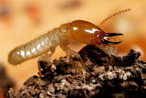 WHAT DO TO IF YOU HAVE TERMITES
