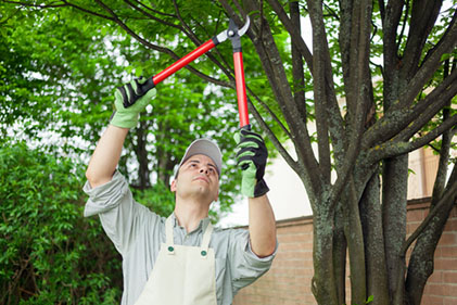 When To Prune Trees