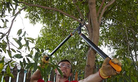 When Is The Best Time Of The Year To Prune Trees?