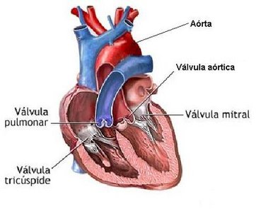 Some Important and Detail Thoughts Shared On The Mitral Valves Replacement Surgery