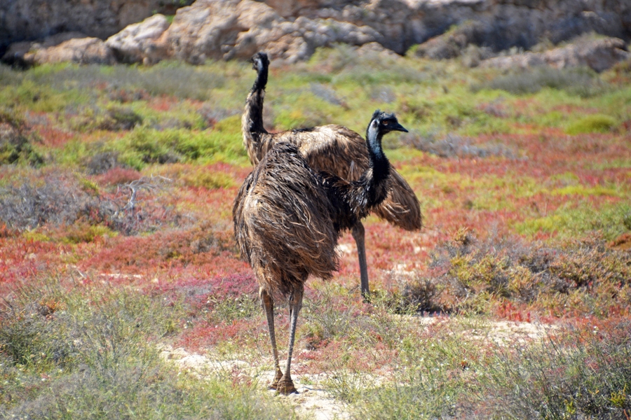 Top 5 Must-Try Outdoor Adventures In Australia