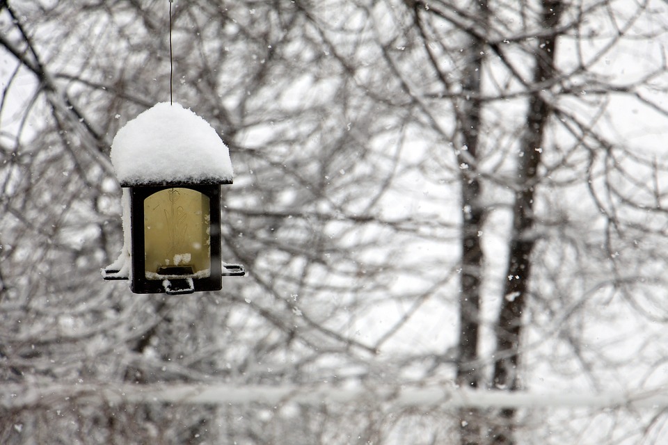 Get Your Garden Ready For A Colourful Winter