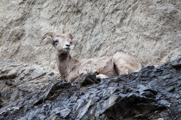 Animals Introduced to Australia from Europe